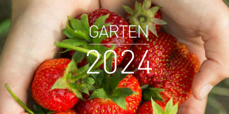 Hand die Erdbeeren hält 