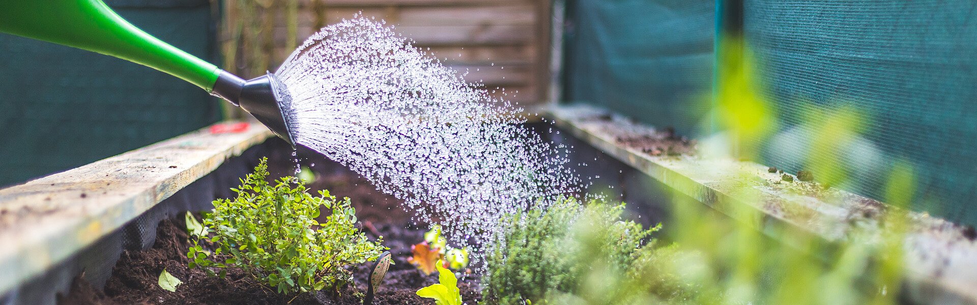 Hochbeetbewässerung mit einer Gießkanne