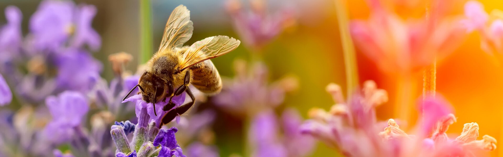 Biene in einem Lavendel-Feld