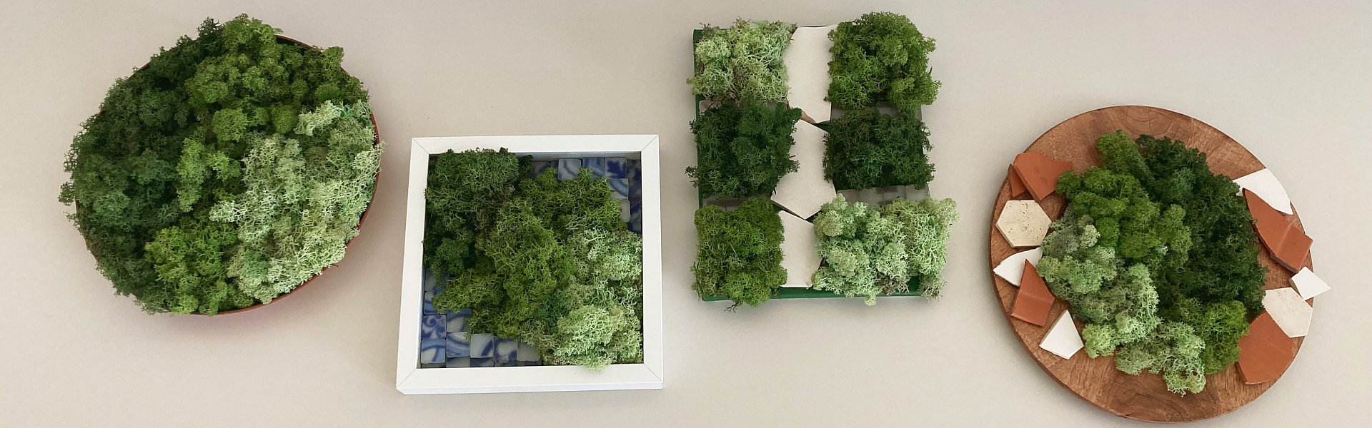 Verschiedene Moosbilder an der Wand