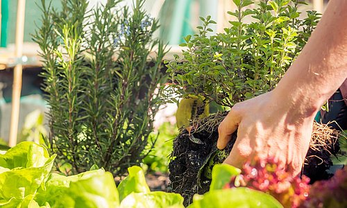 Mischkultur an Gemüse- und Kräuterpflanzen im Hochbeet