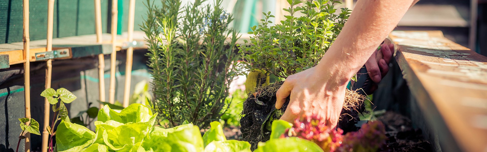 Mischkultur an Gemüse- und Kräuterpflanzen im Hochbeet