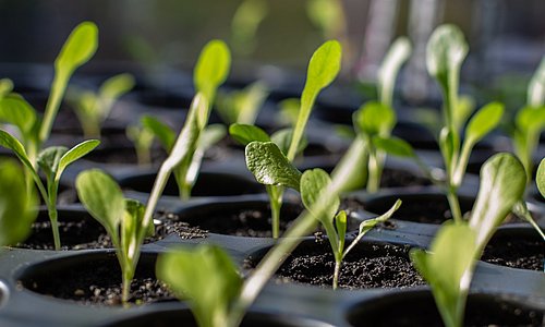Anleitung zur erfolgreichen Samenanzucht
