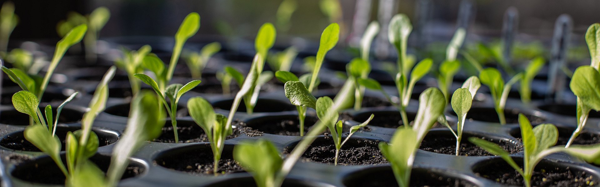Anleitung zur erfolgreichen Samenanzucht