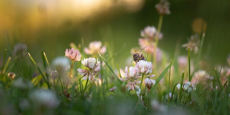 Biene auf einem weiß-blühenden Klee