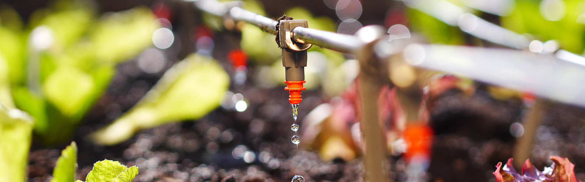 Oberirdische Gartenbewässerung für das Gemüsebeet