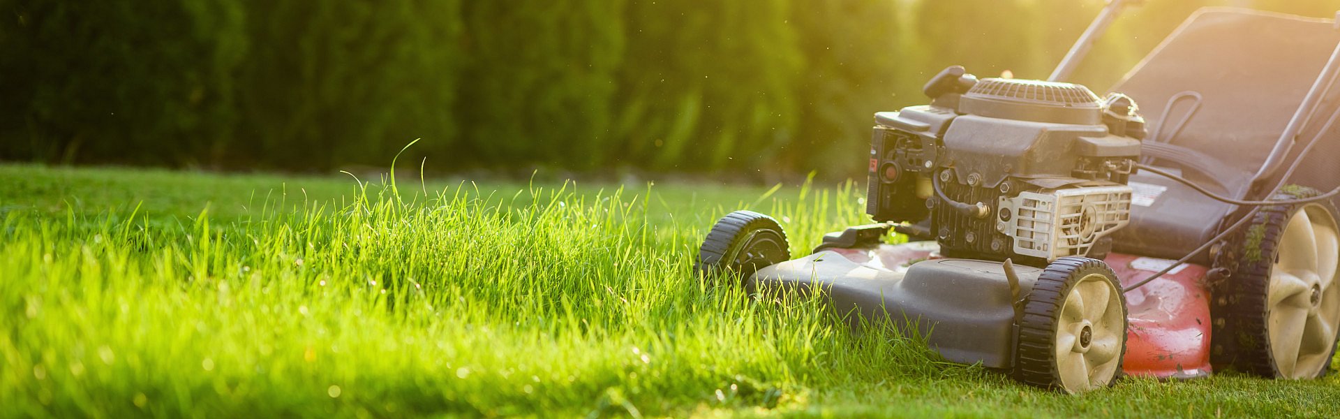 Mit dem Benzin-Rasenmäher das saftig grüne Gras schneiden