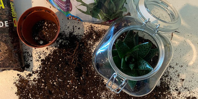 DIY-Projekt Flaschengarten