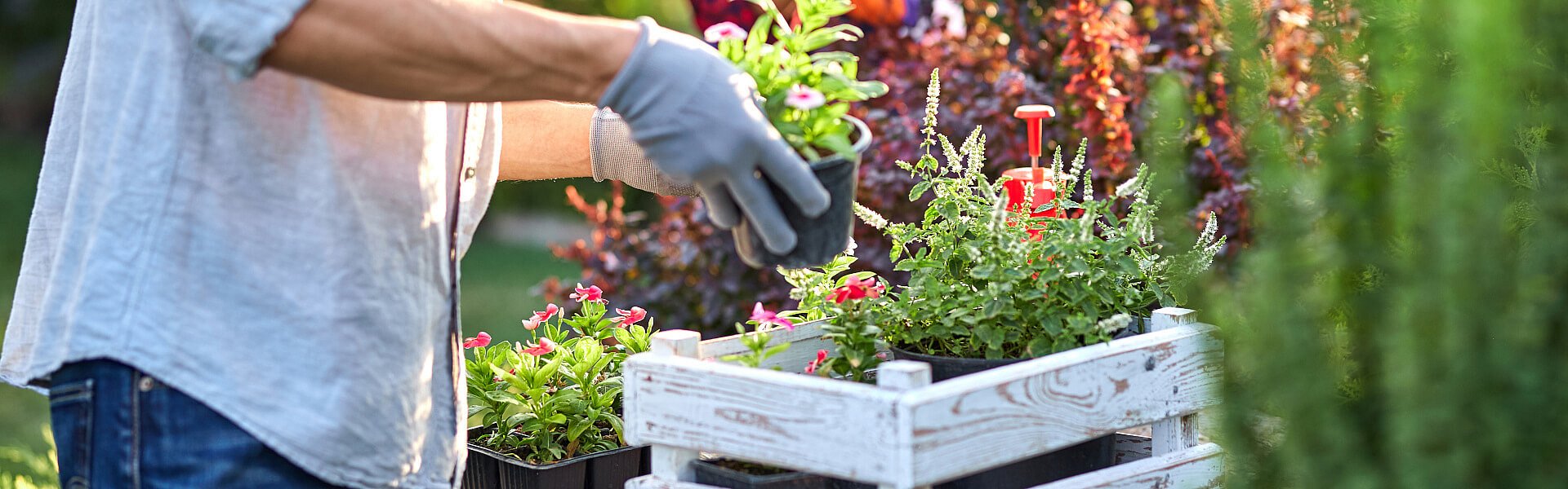 Mann beim Einpflanzen von Blumen