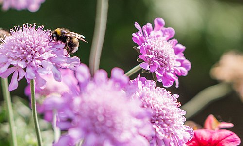 Biene sitzt auf einer violetten Blume