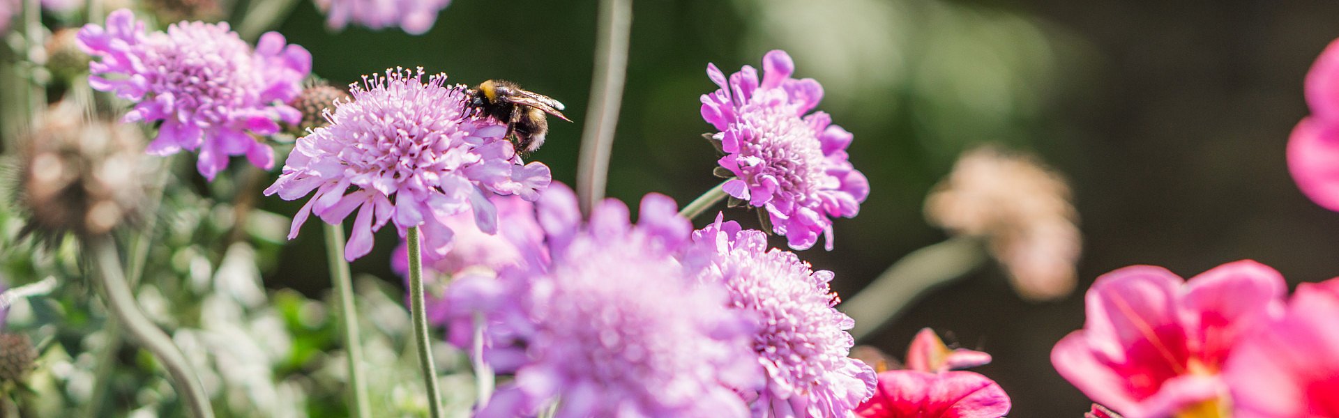 Biene sitzt auf einer violetten Blume