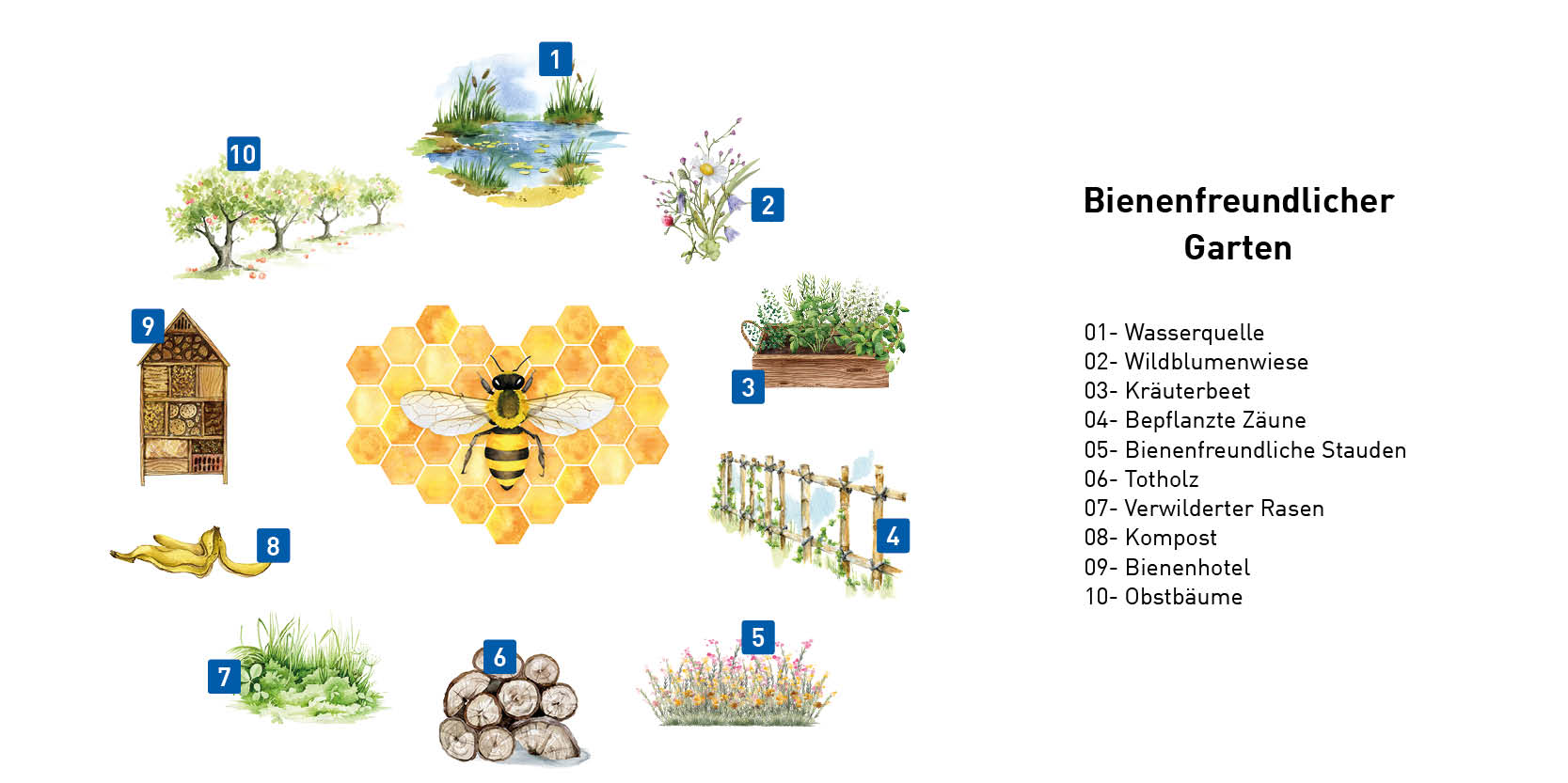 Infografik - Pflanzen & Co für einen bienenfreundlichen Garten