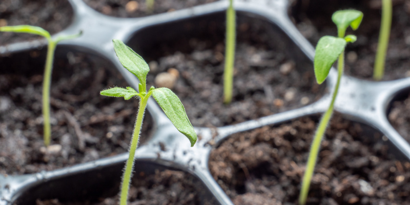 Keimlinge aus Samen ziehen