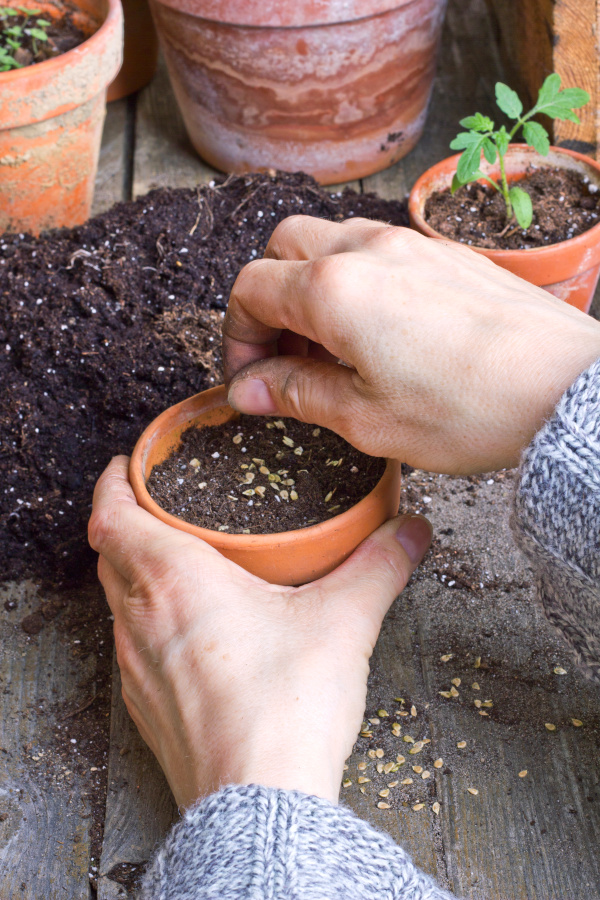 Samenkörner für die Anzucht aussäen