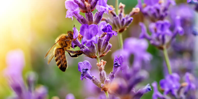 Bienen lieben Lavendel