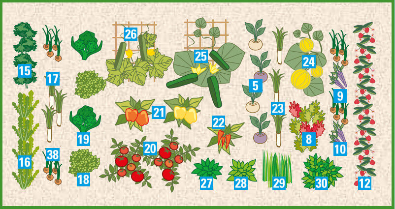 Die richtige Hochbeet-Bepflanzung im Sommer