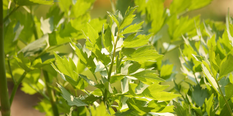 Kräuteranzucht für das Grillen im Sommer